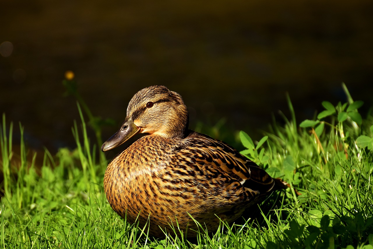 duck mallard water bird free photo