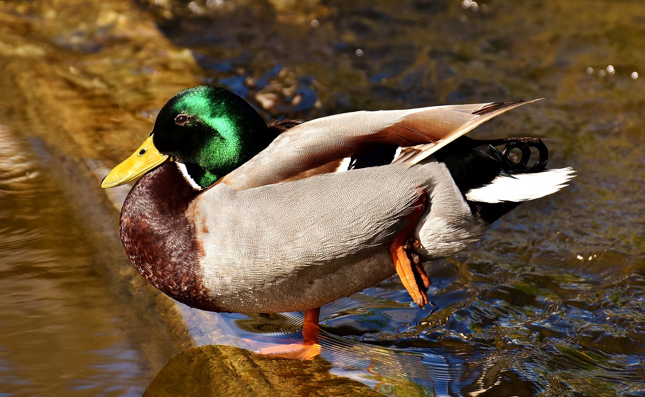 duck mallard drake free photo