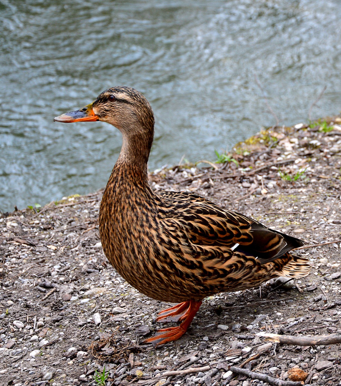 duck free water bird free photo