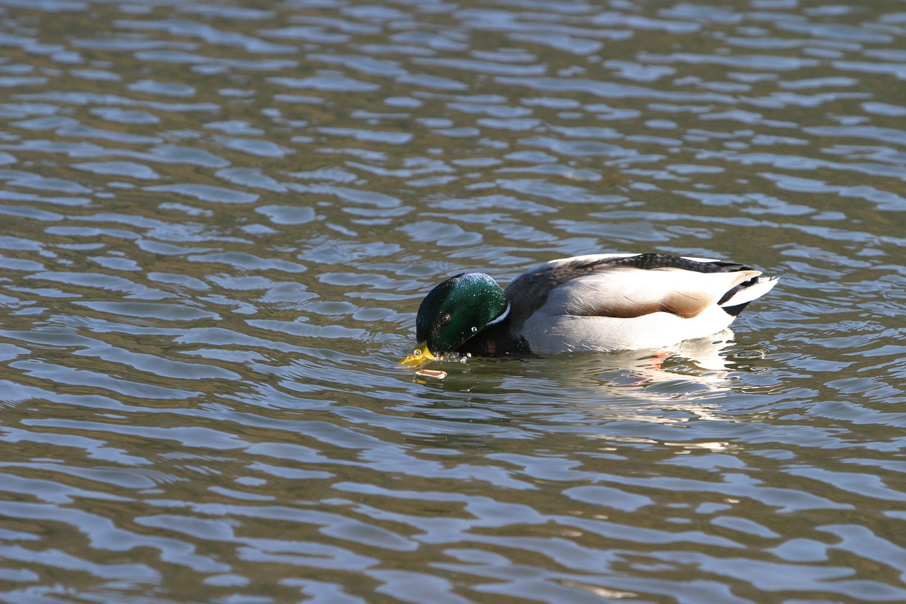 duck wild duck altmühl free photo