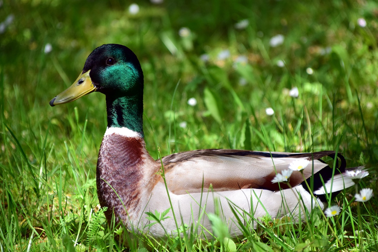 duck meadow bird free photo