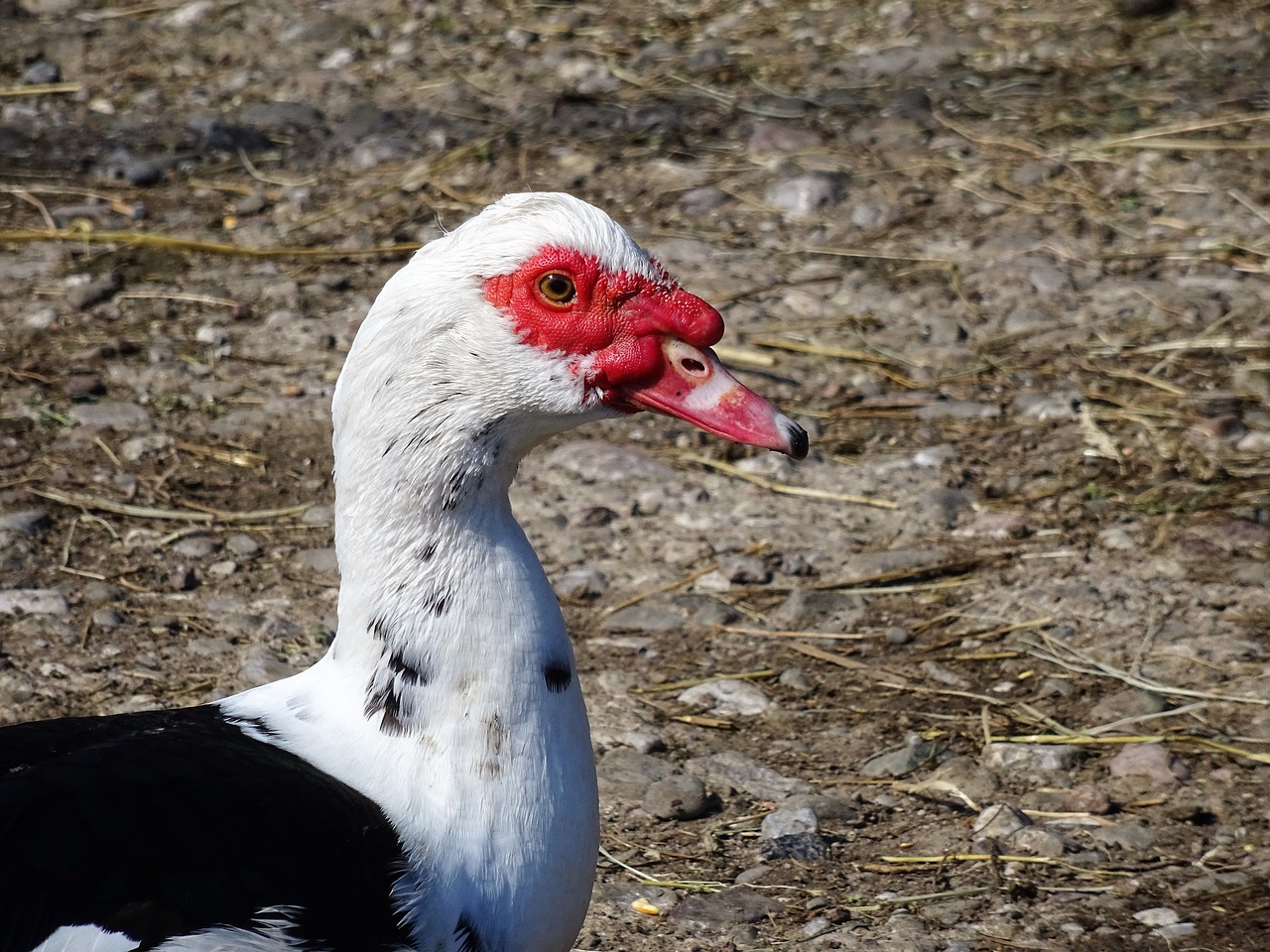 duck birds bird free photo