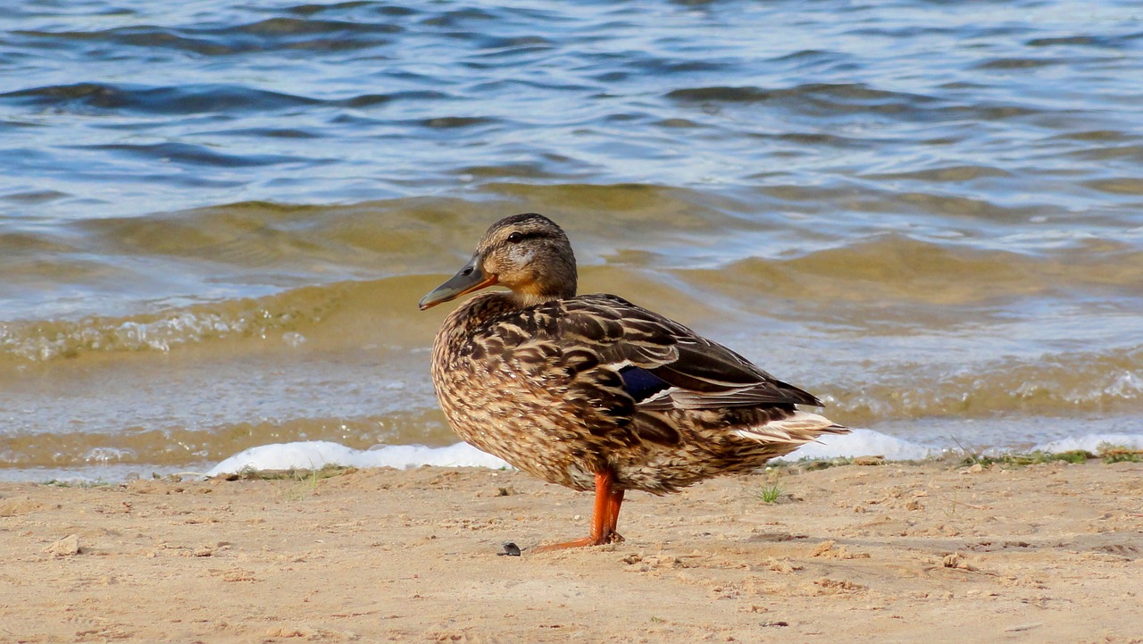 duck beach water free photo