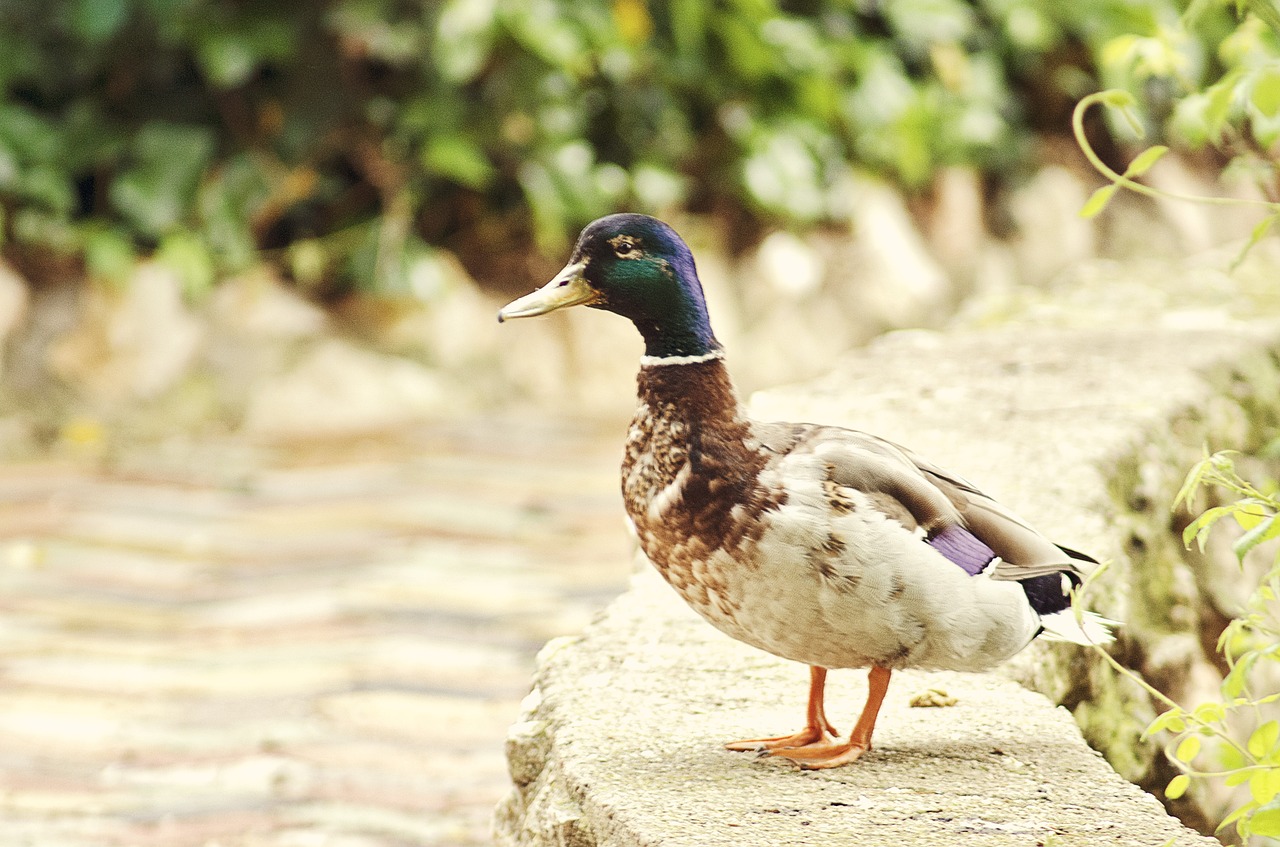 duck nature animal free photo