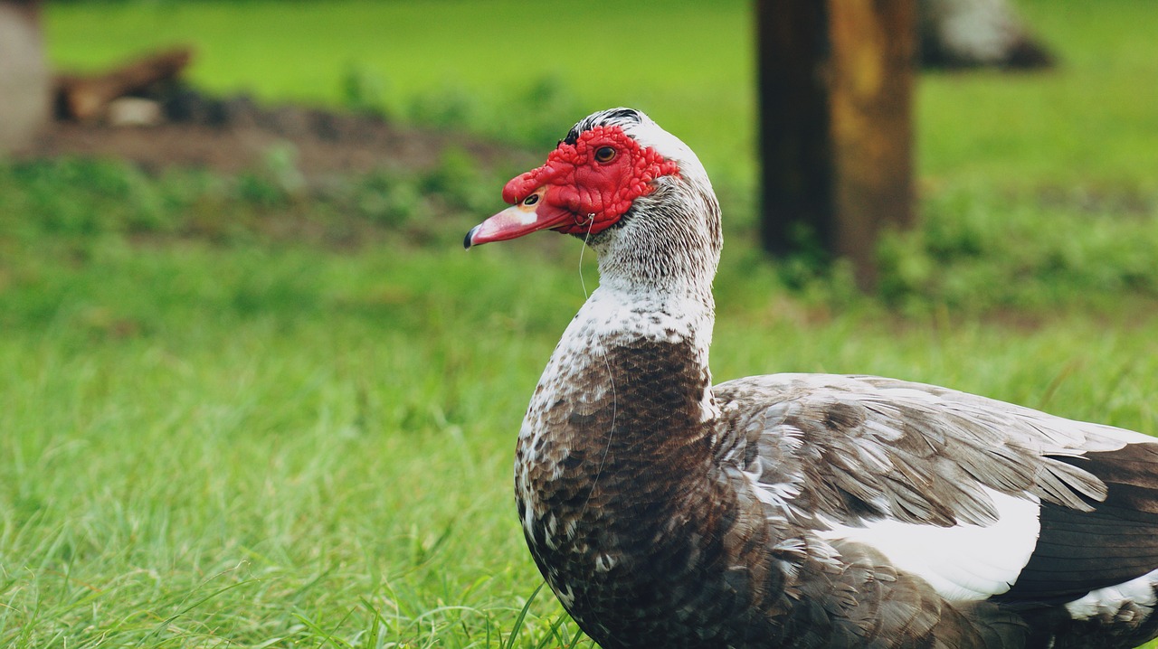 duck injured hook free photo