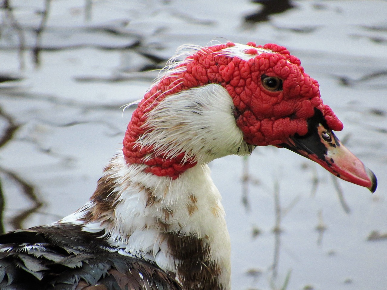 duck bird water bird free photo