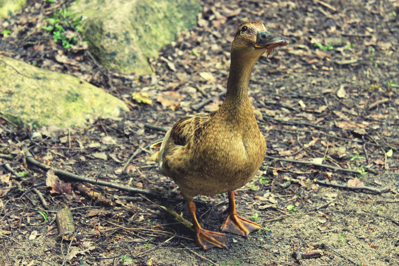 duck female brown free photo