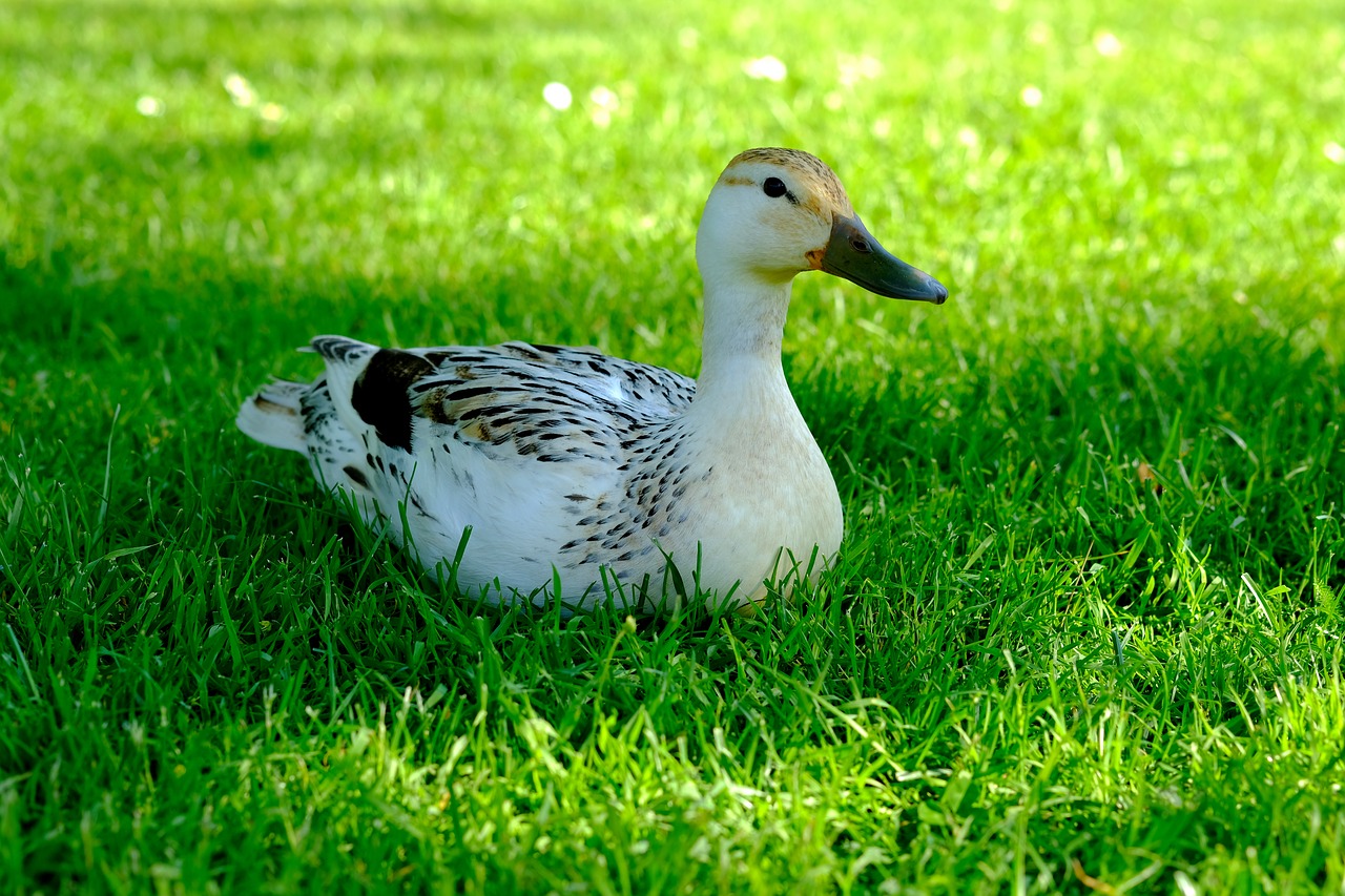 duck white animal free photo