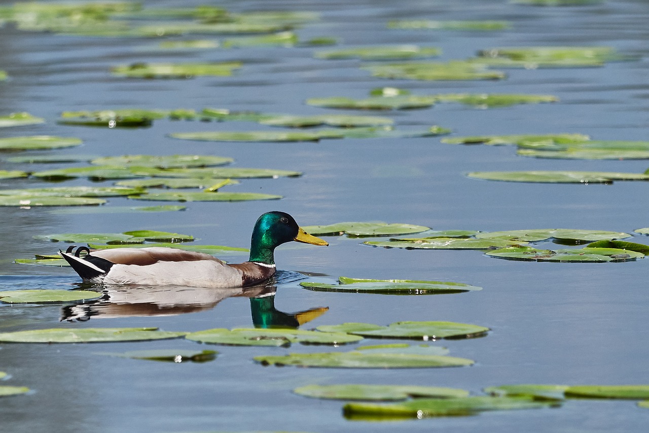 duck river water free photo