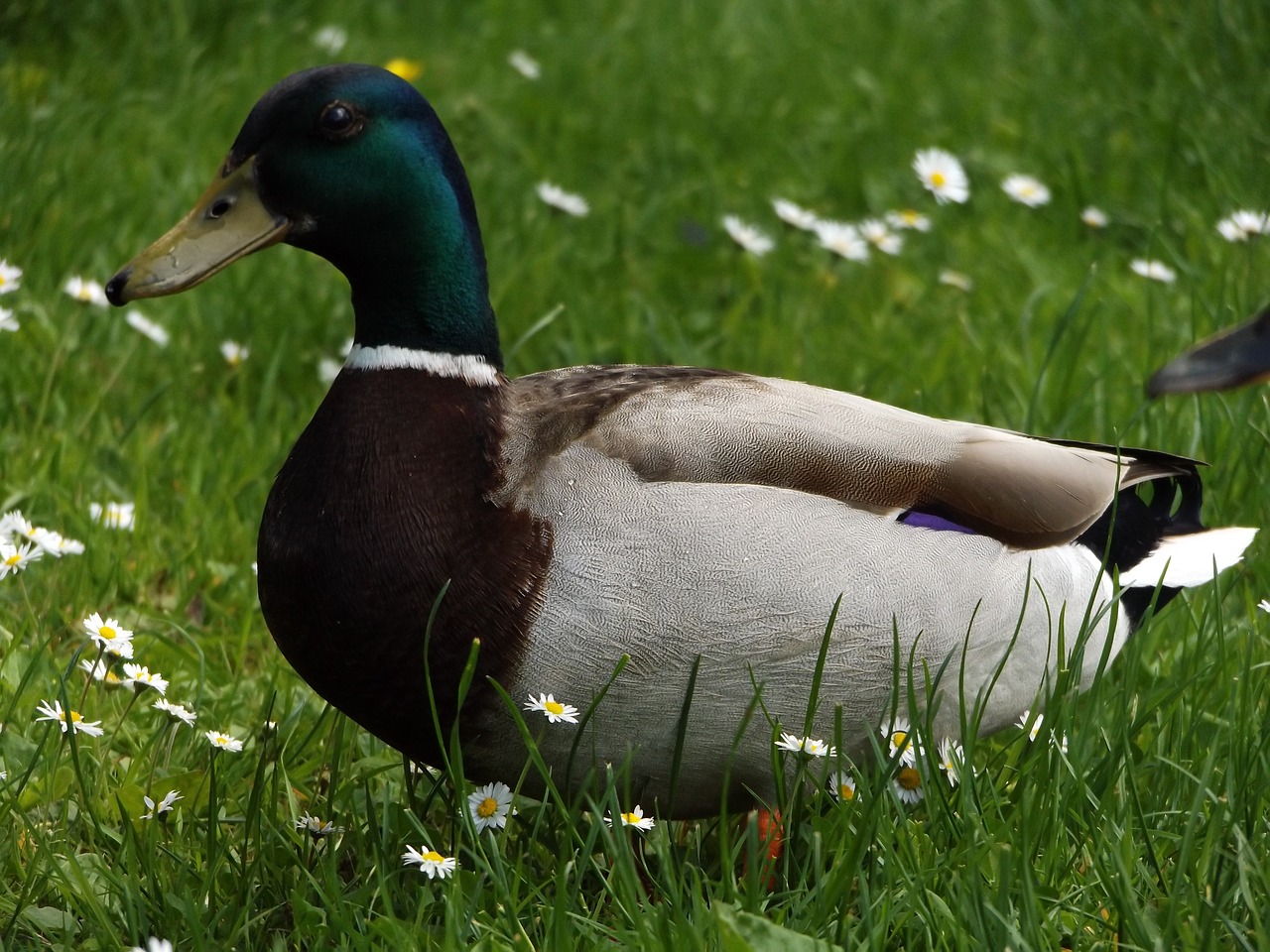 duck grass flower free photo