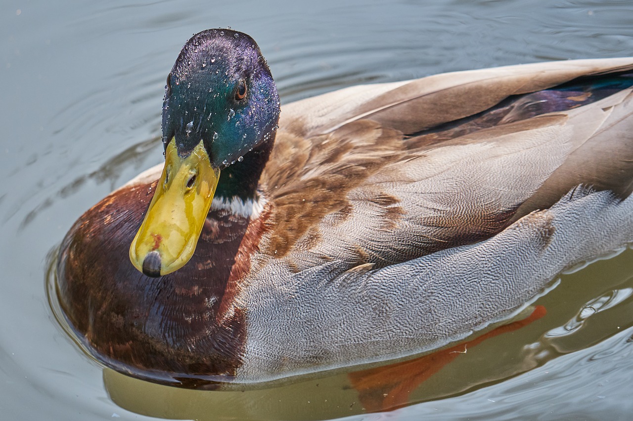 duck water water bird free photo