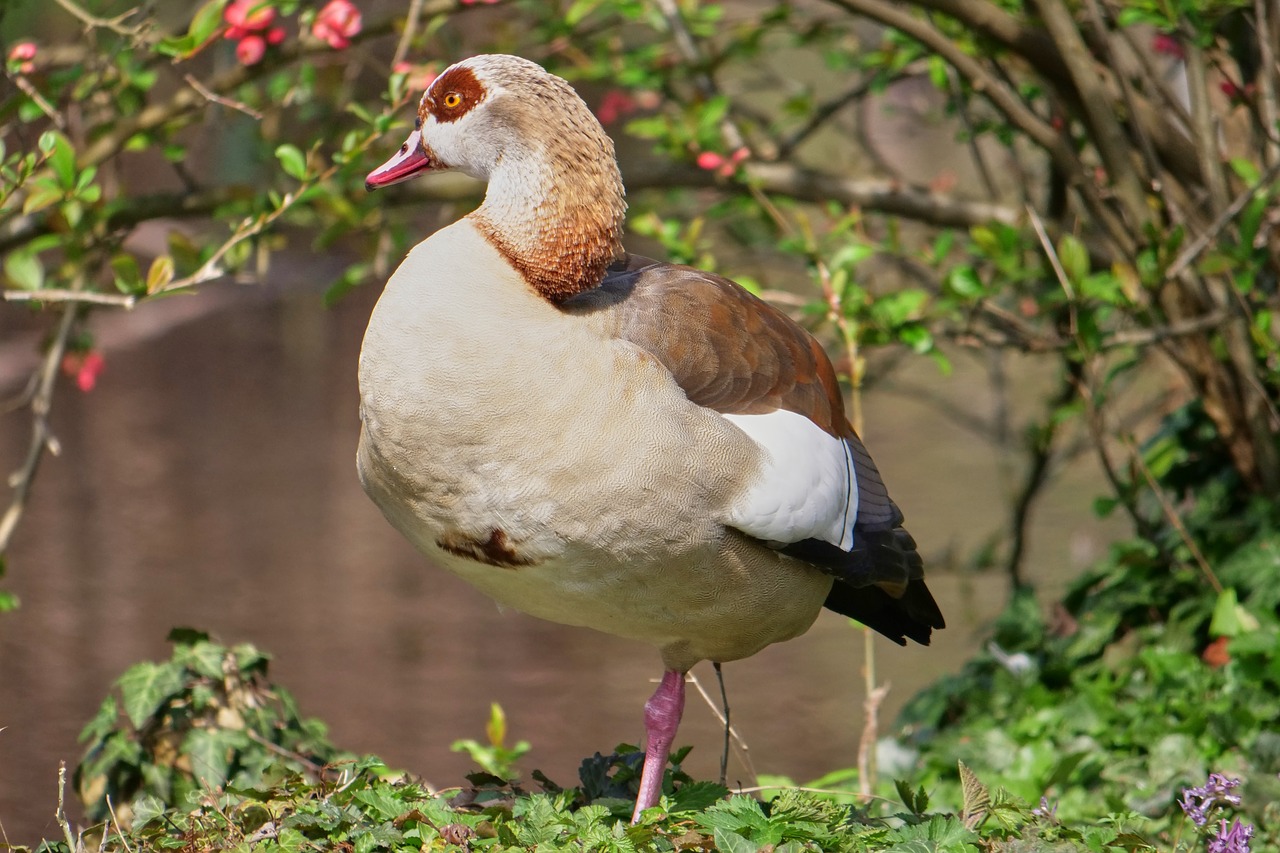 duck water animal free photo