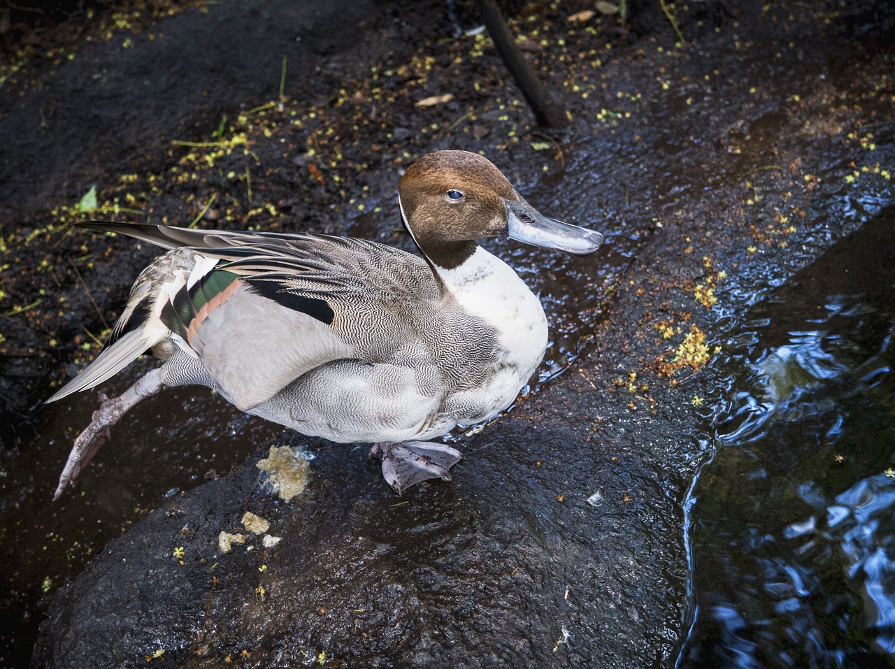 duck pond colorful free photo