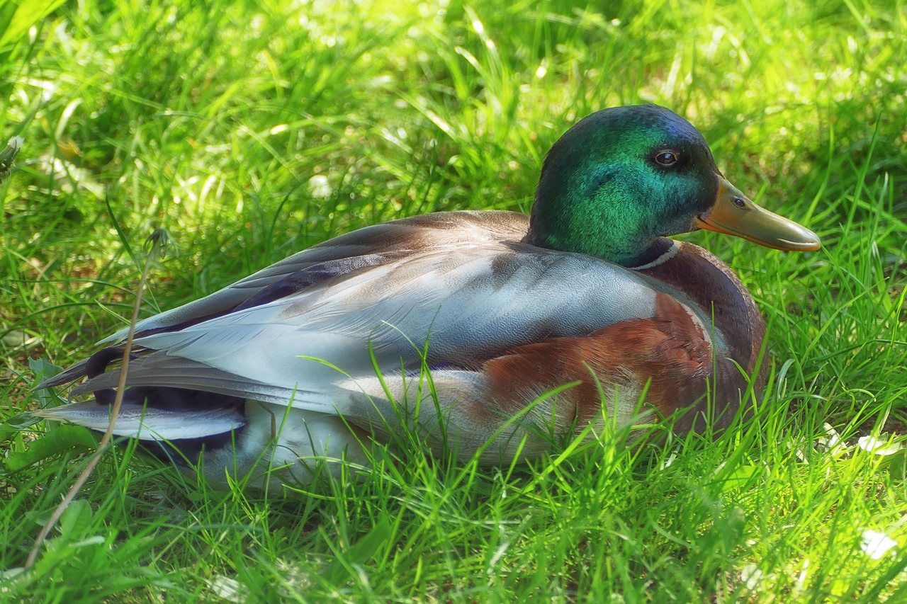 duck mallard drake free photo