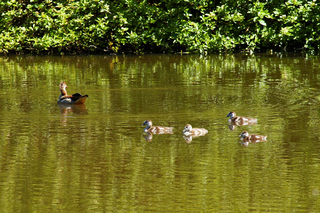 duck mamma family free photo