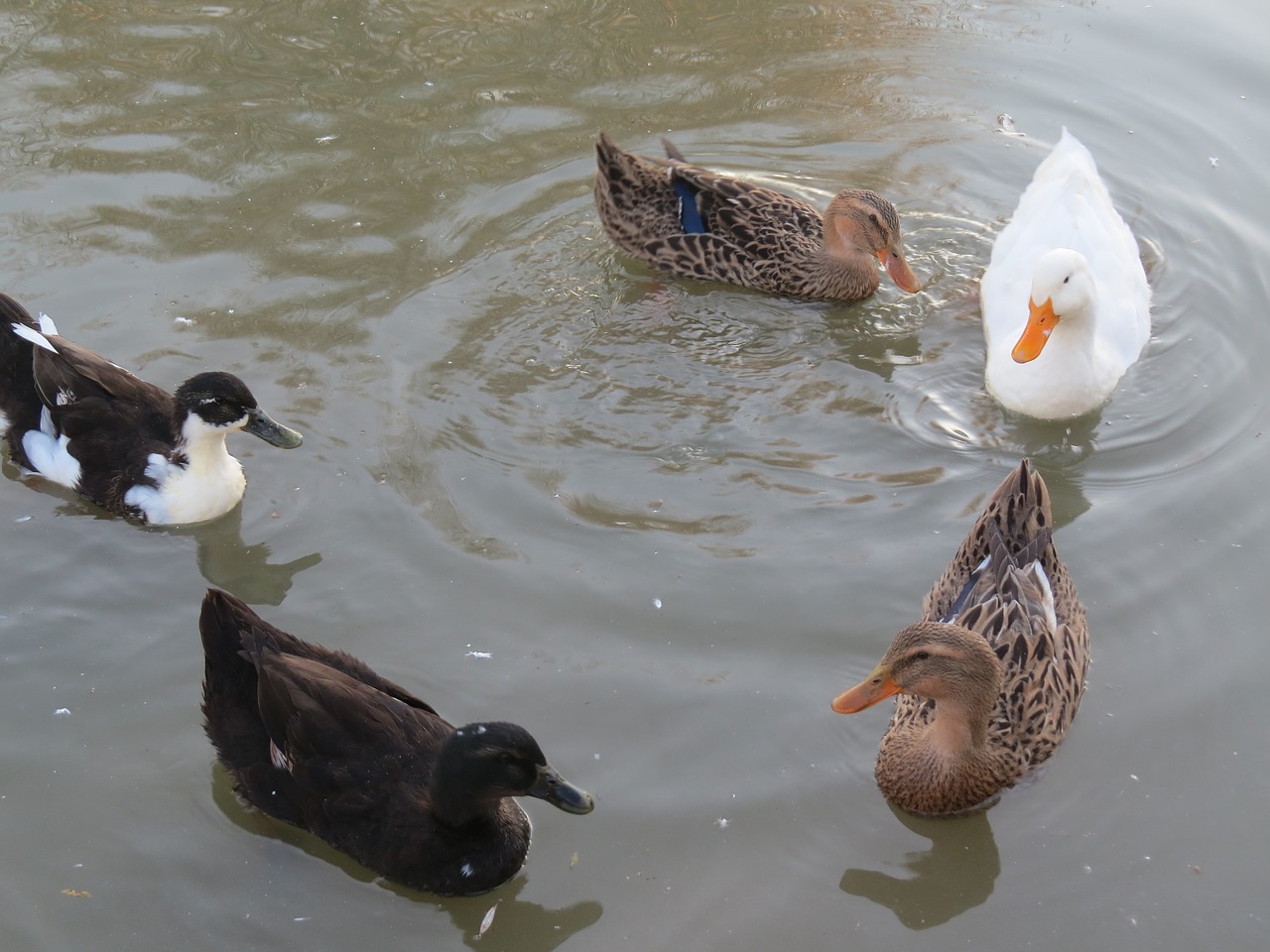 duck animals pond free photo