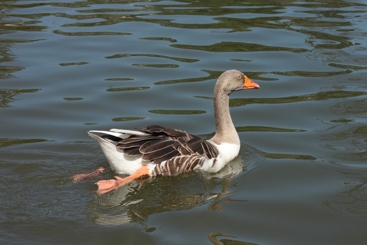 duck lake swimming free photo