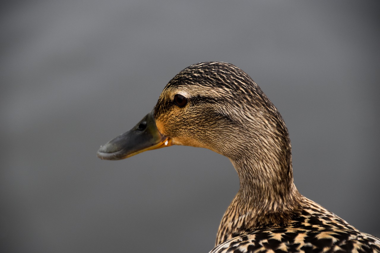 duck beak nature free photo