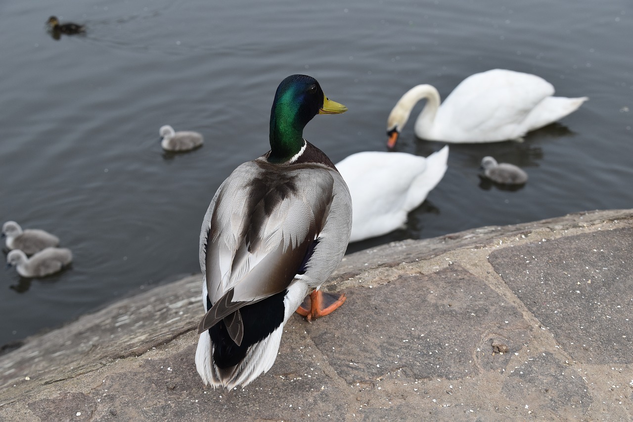 duck pond bird free photo