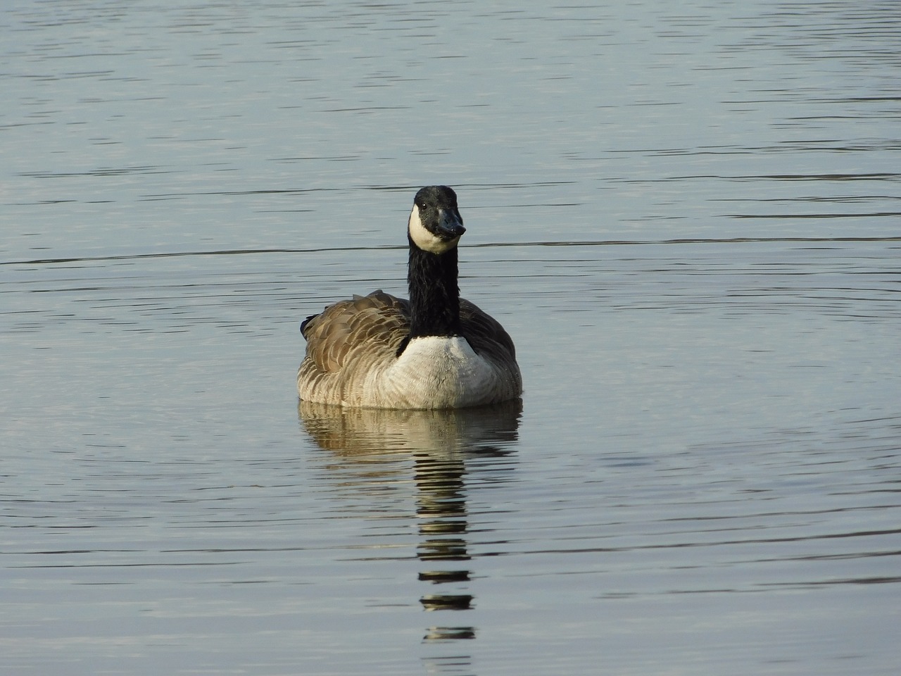 duck bad nauheim germany taunus free photo