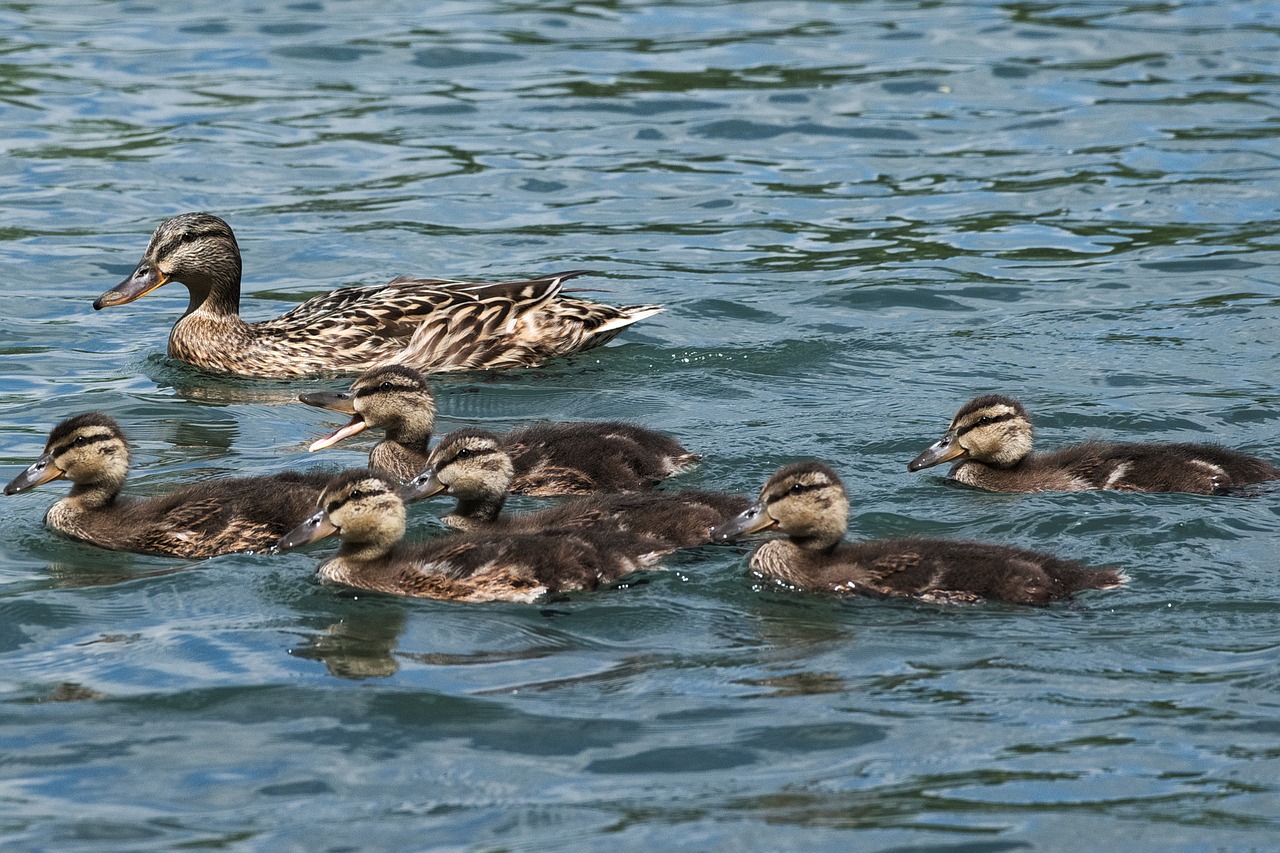 duck young ducky family free photo