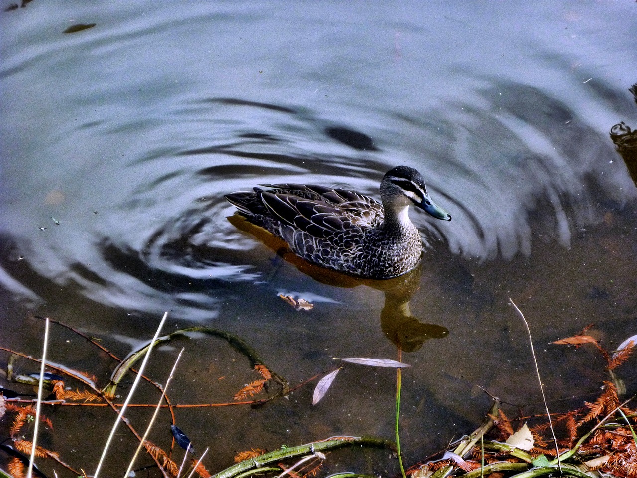 duck wood duck lake free photo