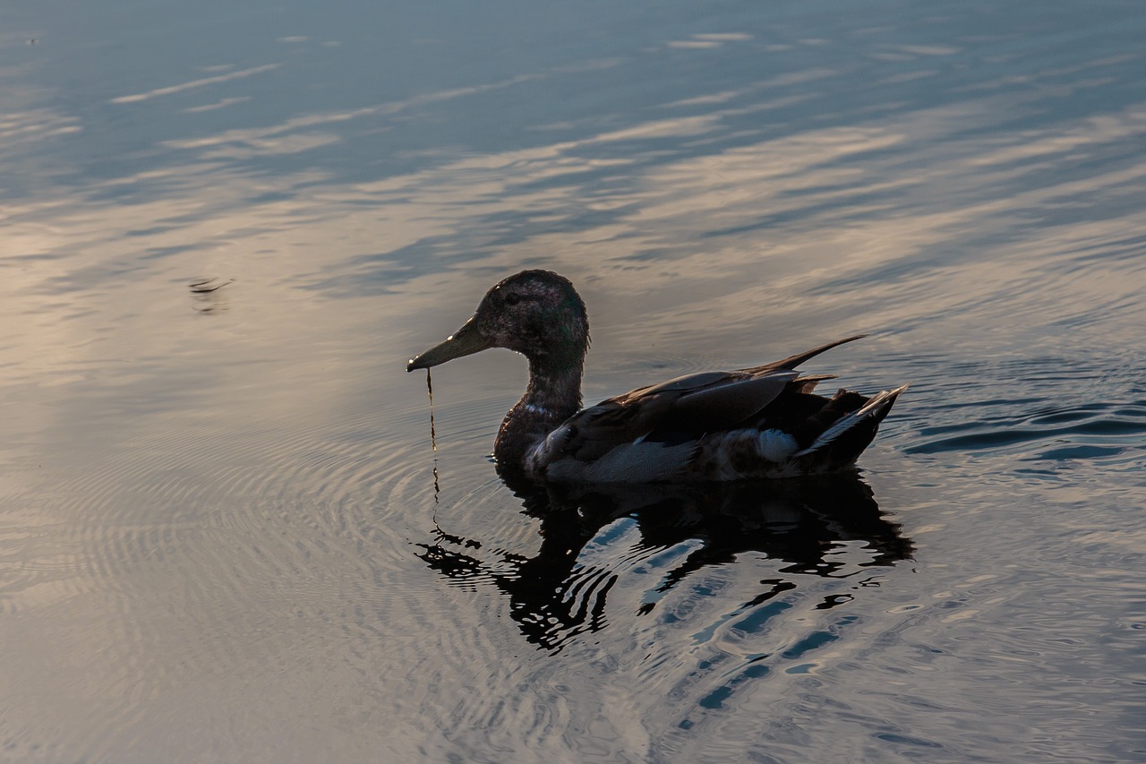 duck sunset nature free photo