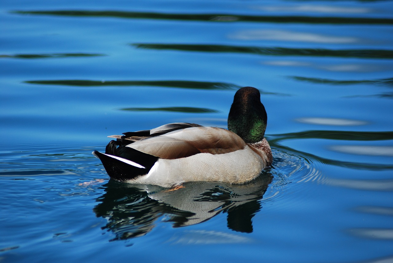 duck mallard lake free photo