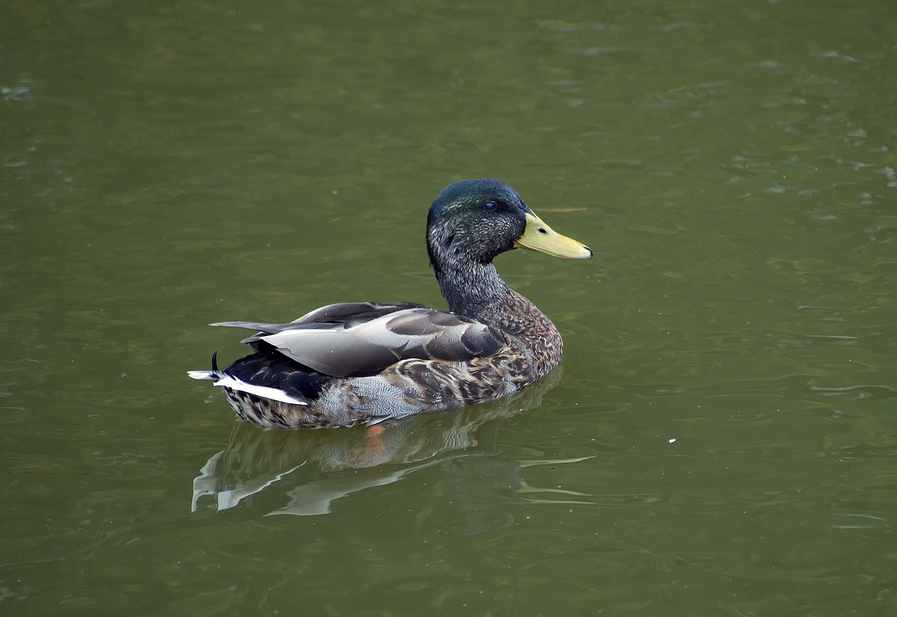 duck wildlife bird free photo