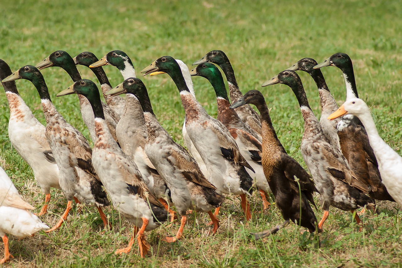 duck duck indian runner poultry free photo