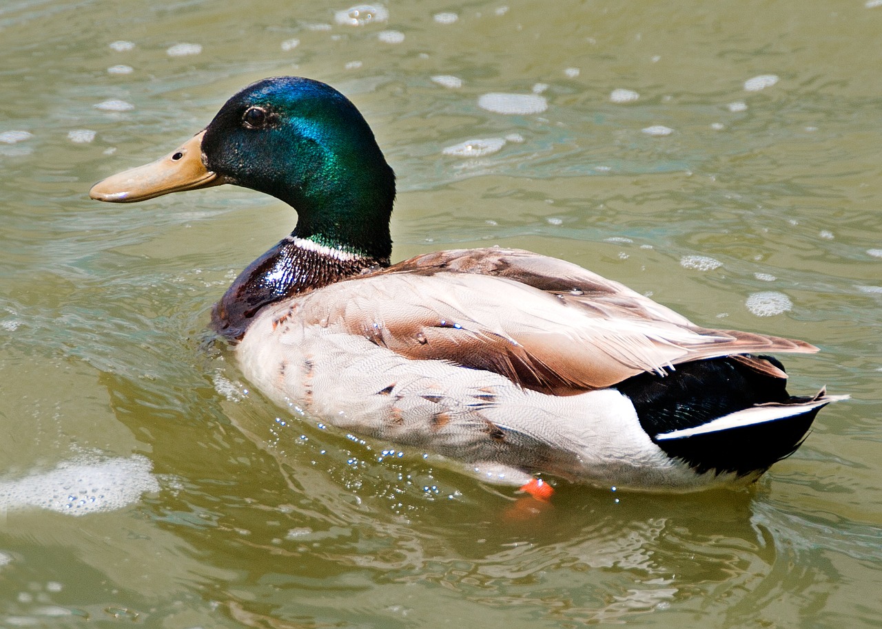 duck albufera lake free photo