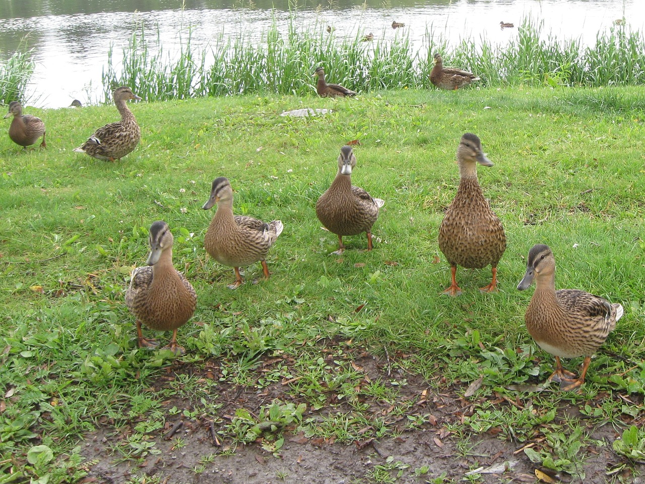 duck bird nature free photo