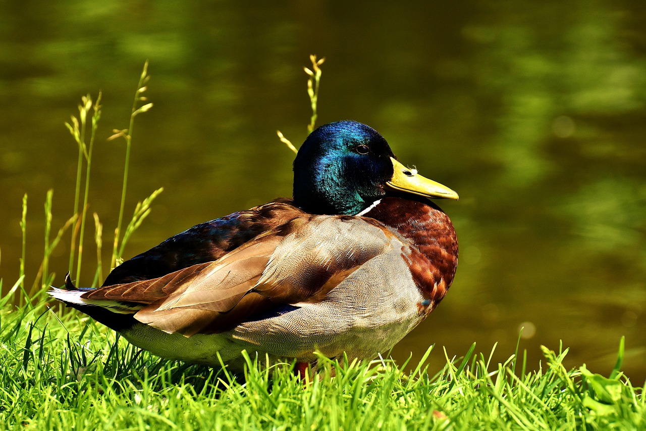 duck mallard drake free photo