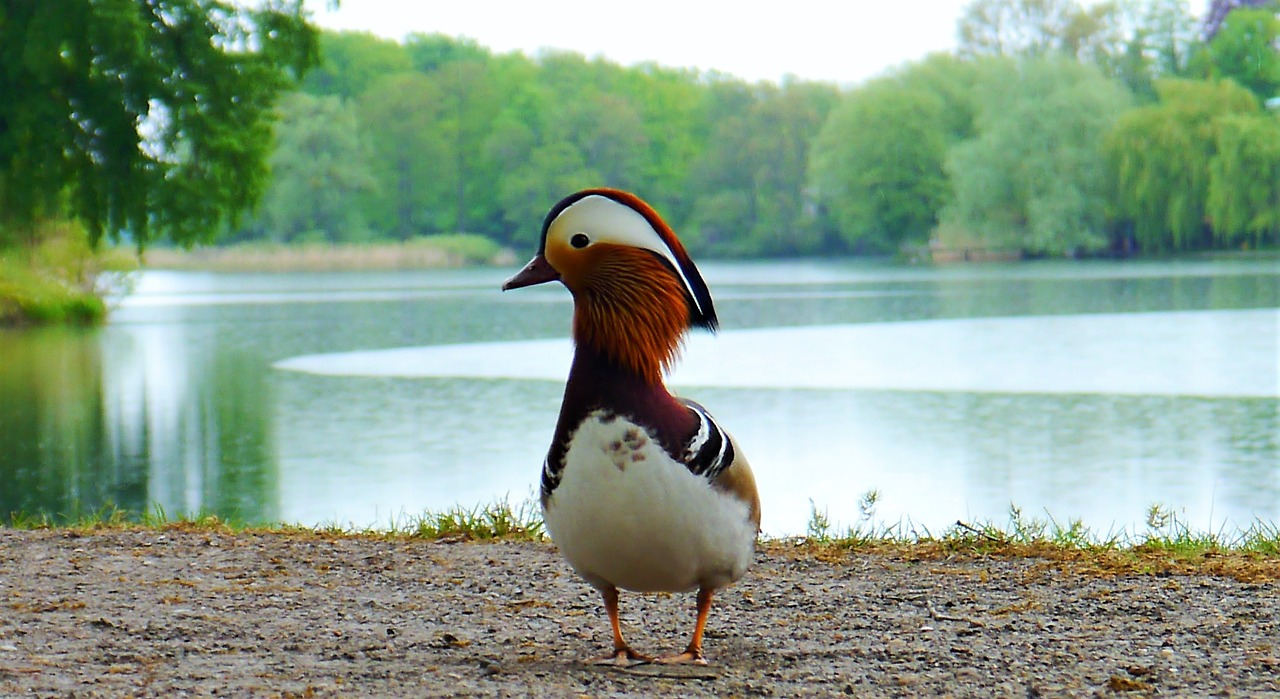 duck water bird parrot duck free photo