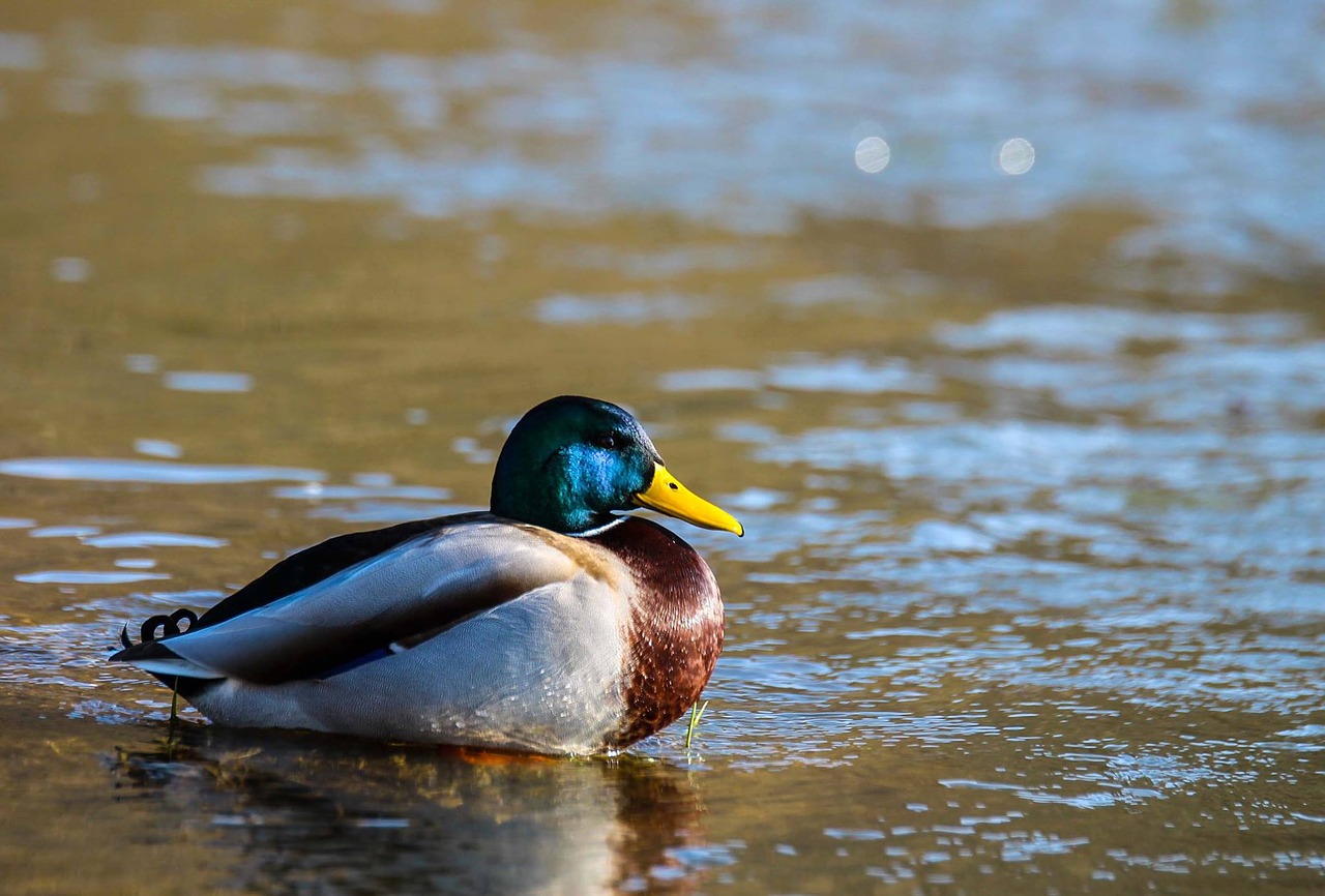 duck water pond free photo