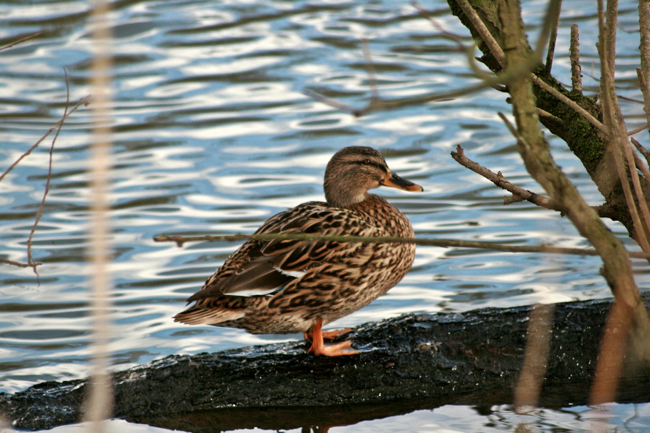 duck animal river free photo