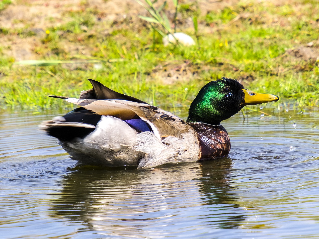 duck mallard bird free photo