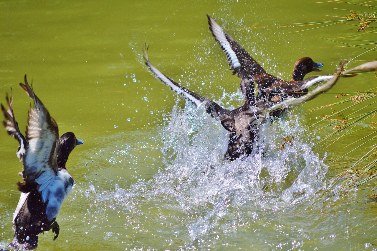 duck water bird row pension free photo