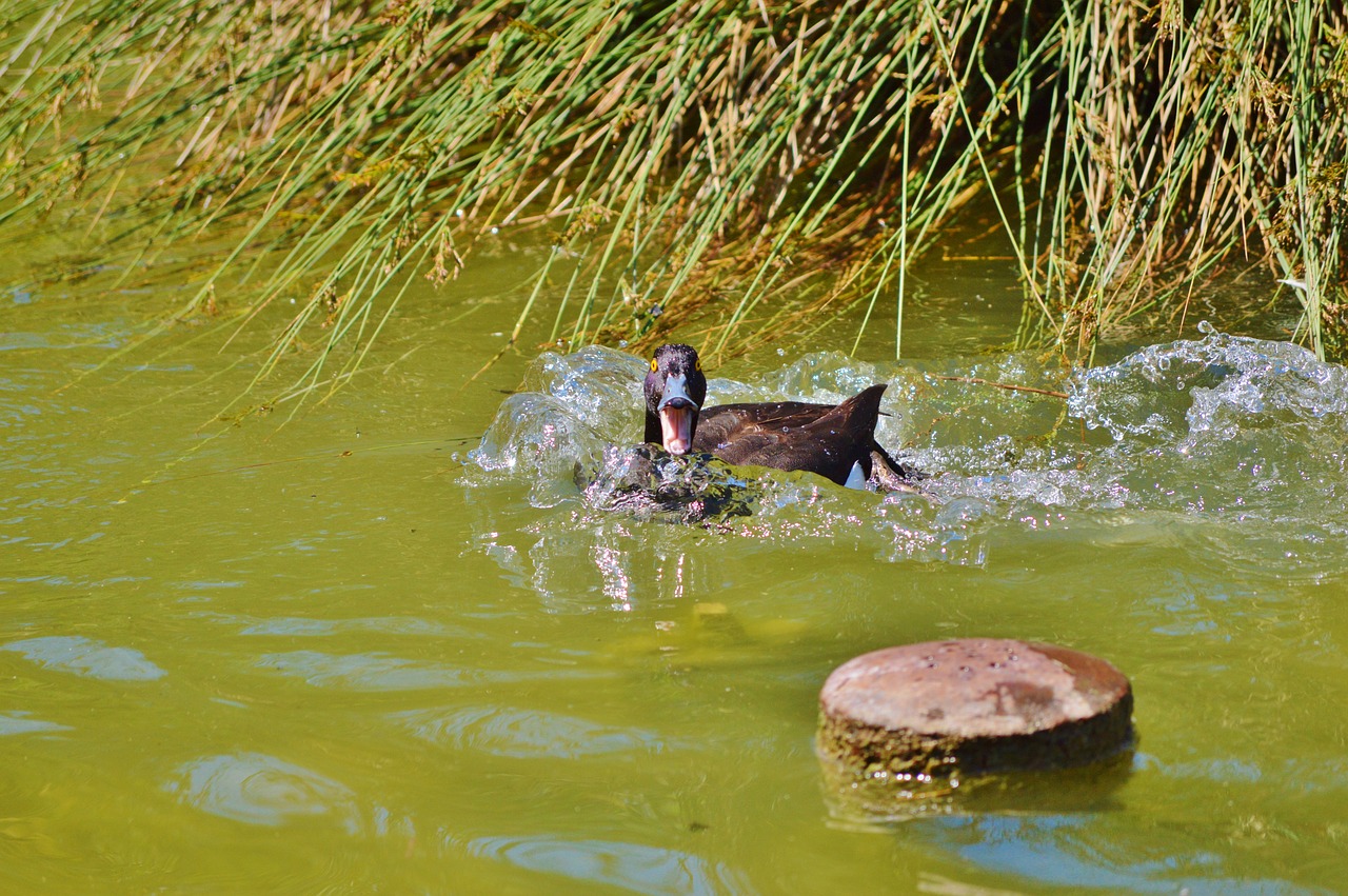 duck water bird mallard free photo