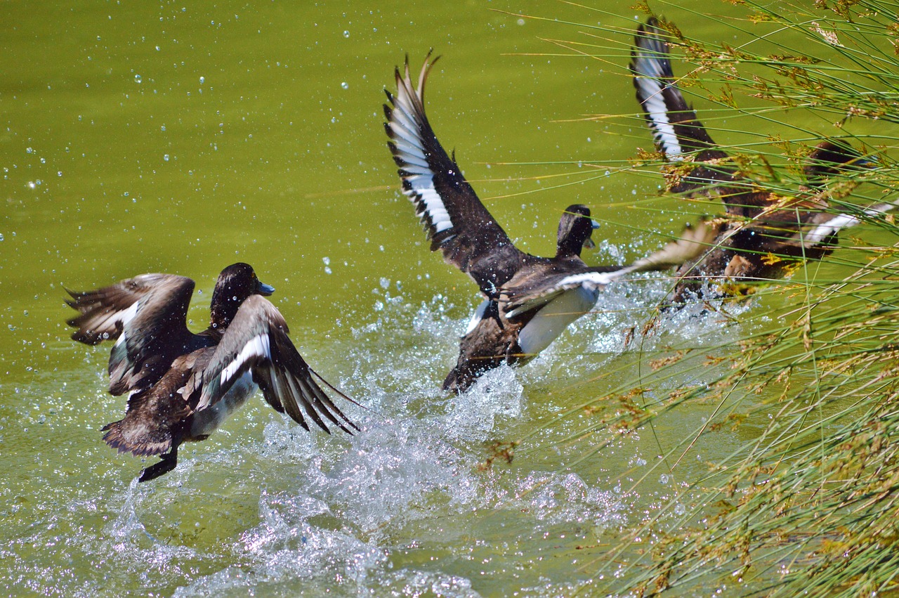 duck water bird mallard free photo