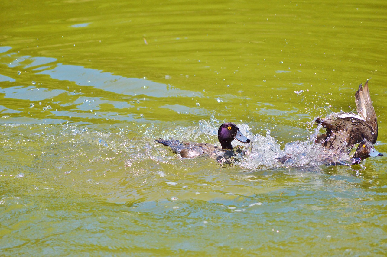 duck water bird mallard free photo