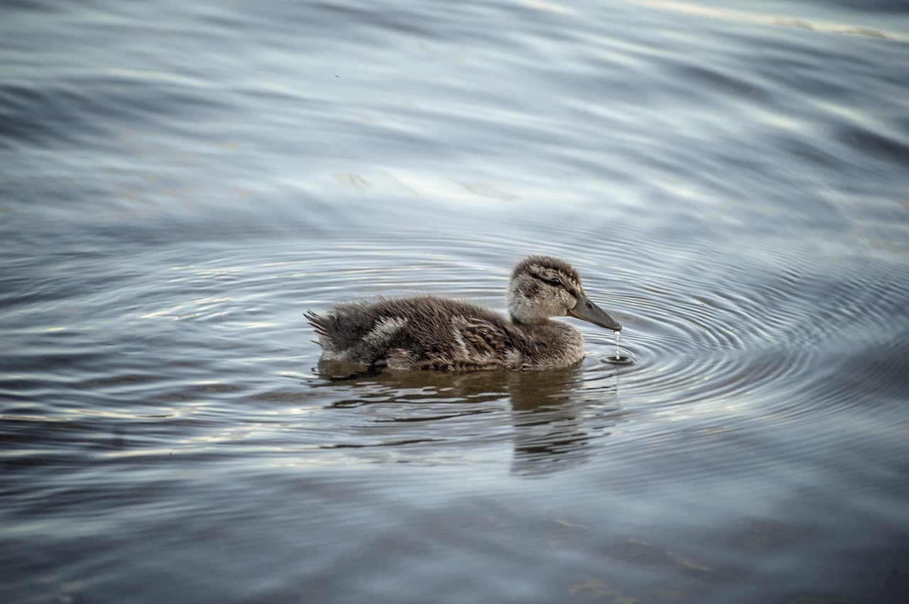 duck mallard water free photo