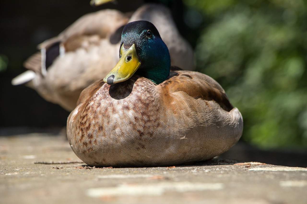 duck drake water bird free photo