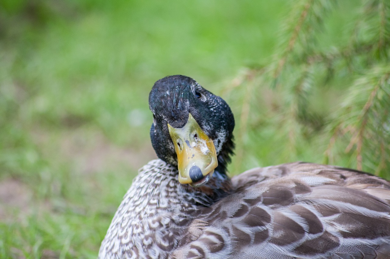 duck bird view free photo