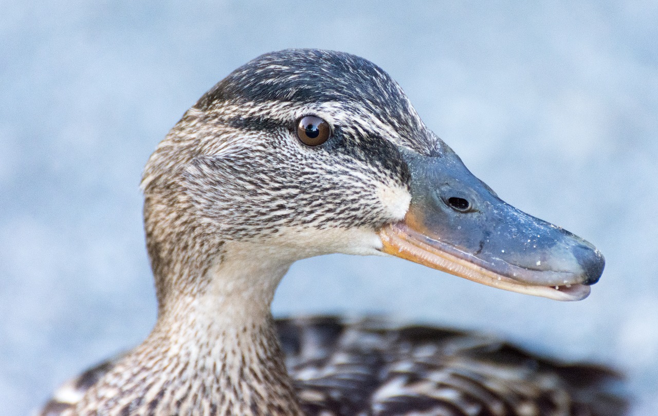 duck bird animal free photo