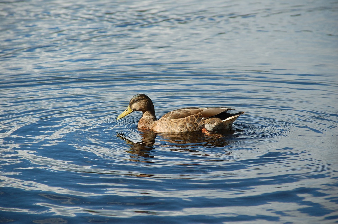 duck water bird free photo