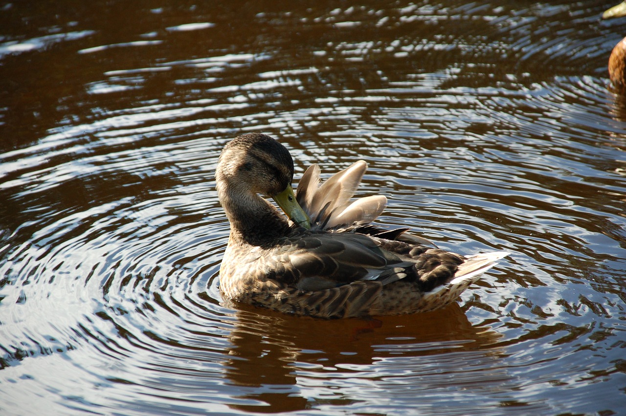 duck bird swim free photo