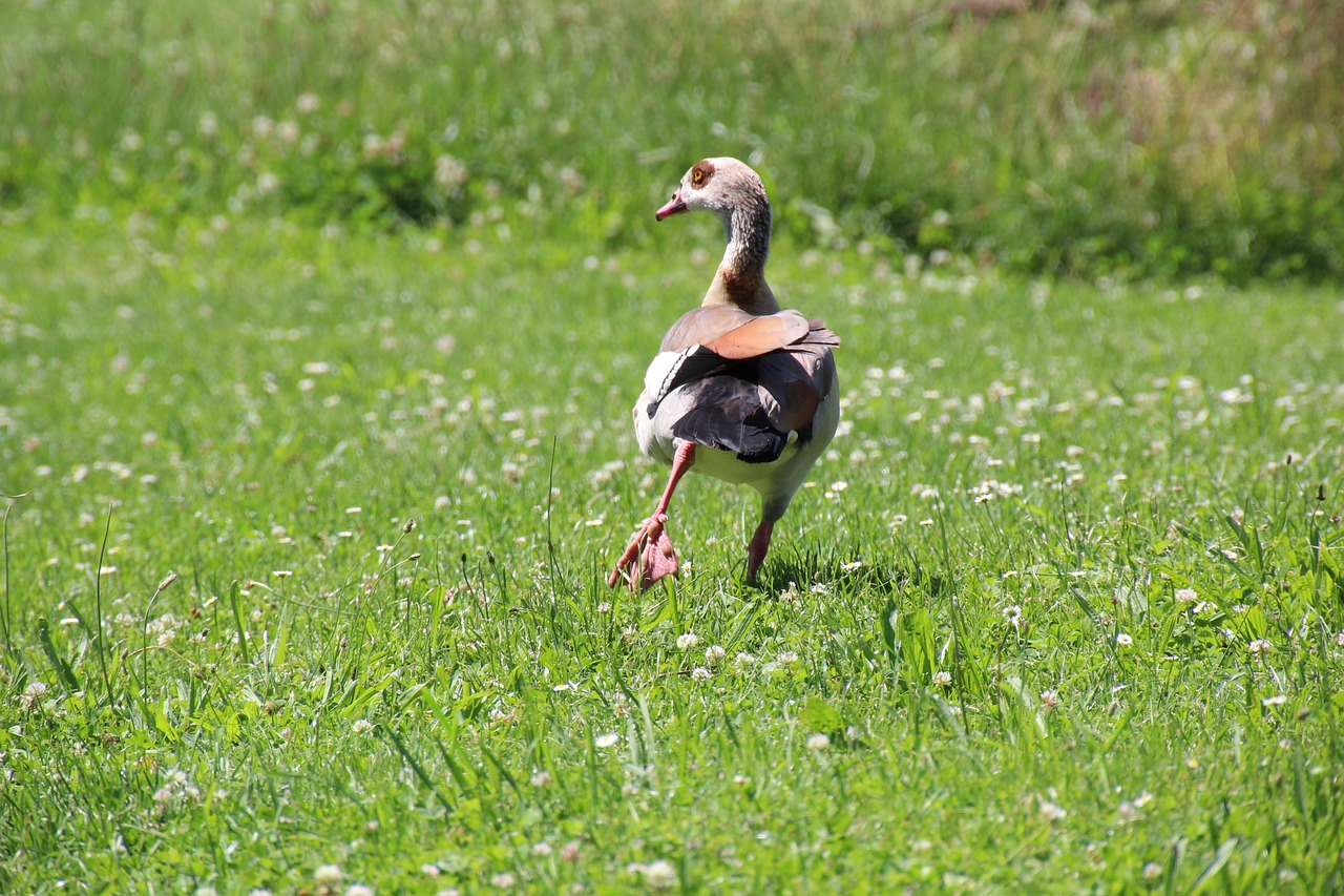 duck meadow water bird free photo