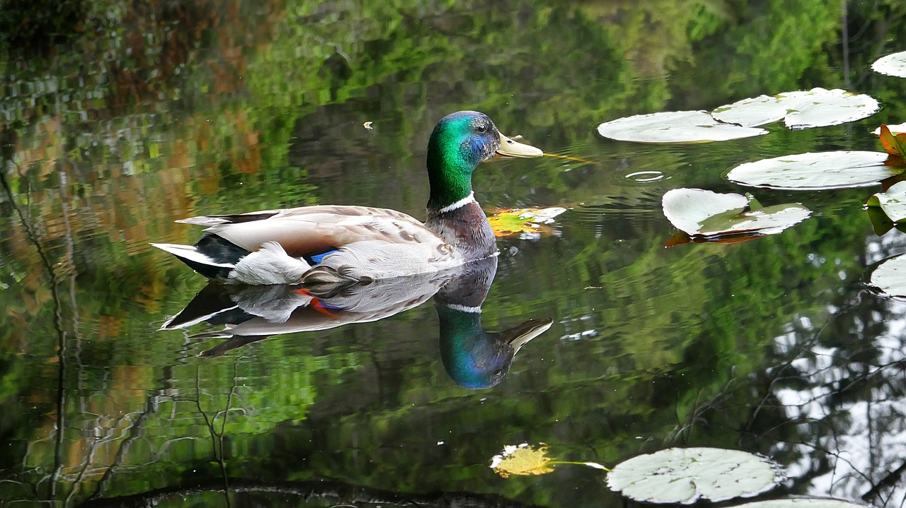 duck mallard pond free photo