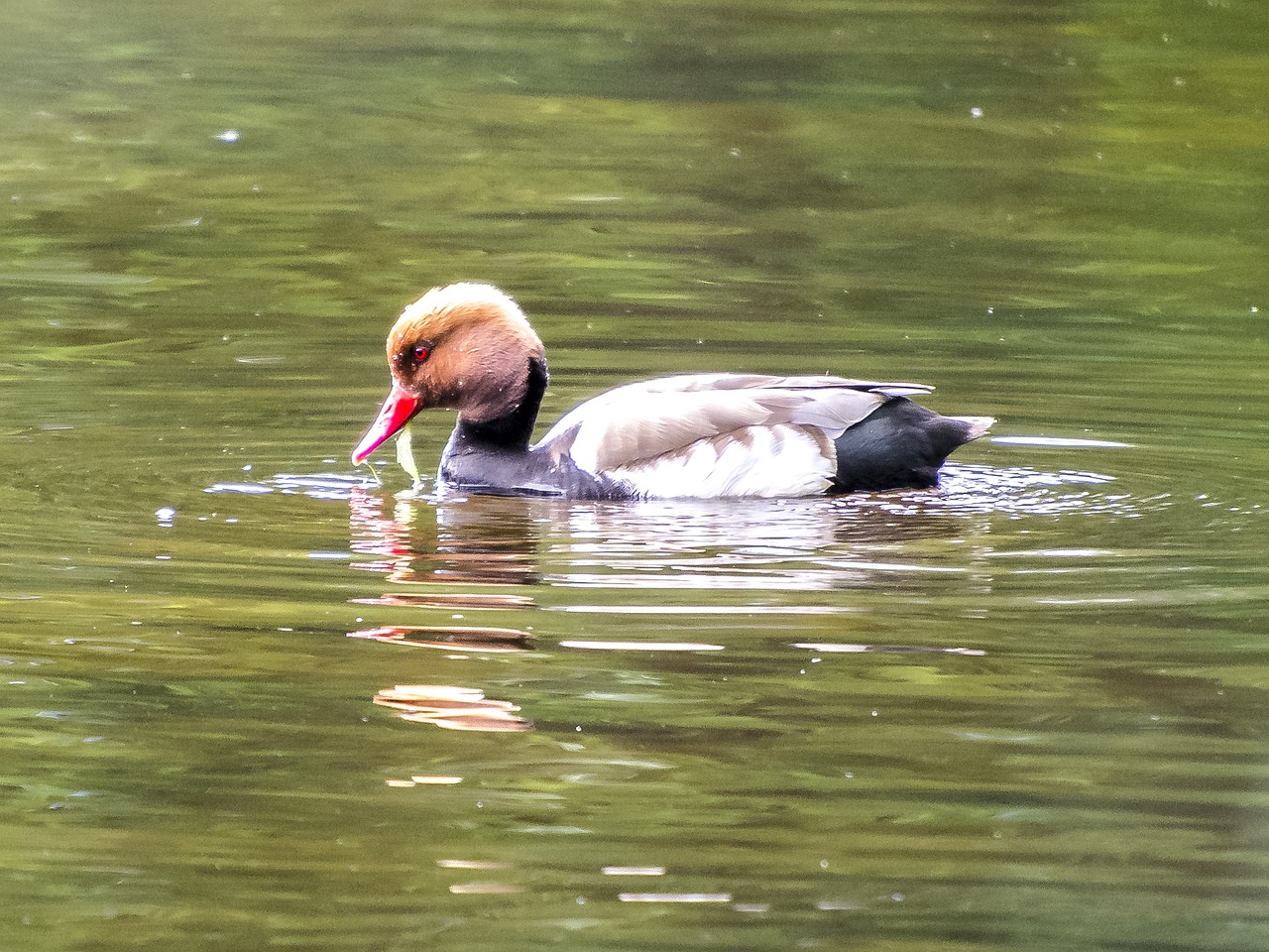 duck piston duck bird free photo